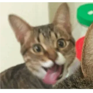 😜 cat, animal, pet, mammal, domestic cat, feline, cute telegram sticker