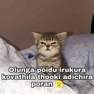 😂 Olunga poidu irukura kovathila thooki adichira poran 😩 gato, gatinho, bravo, animal de estimação, animal, meme, engraçado telegram sticker