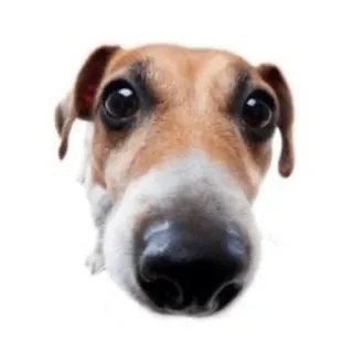 🤯 dog, pet, animal, portrait, close-up, mammal telegram sticker