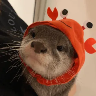 😤 loutre, crabe, animal, chapeau, mignon, loutre de mer, mammifère telegram sticker