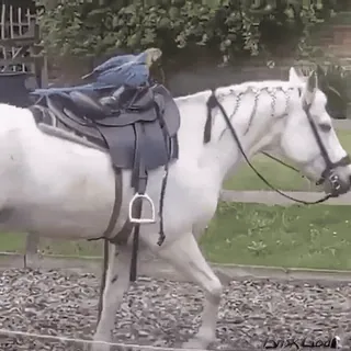 🐎 馬, オウム, 動物, 乗馬, 自然 telegram sticker