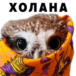 🥶 ХОЛАНА Eule, Tier, niedlich, Schal telegram sticker