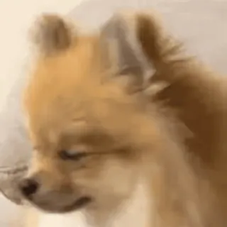 🟨 perro, cachorro, lindo, mascota, animal, pomerania telegram sticker