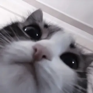 🐈 kot, zwierzę, zwierzę domowe, koci telegram sticker