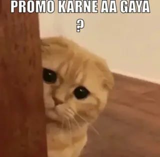 👀 PROMO KARNE AA GAYA? gato, meme, meme indio, divertido, gato lindo telegram sticker