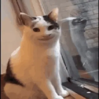 😊 cat, animal, meme, funny, pet, cute whatsapp sticker