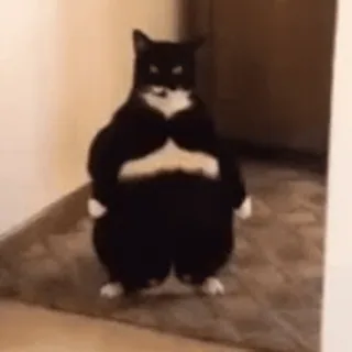 🧍‍♂️ Standing Cat Standing Cat Meme whatsapp sticker