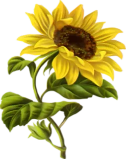 🌺 sunflower, flower, yellow, nature, plant, floral, garden telegram sticker