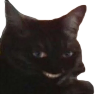 🤡 cat, black cat, animal, pet, cute, domestic cat telegram sticker