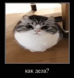 🙃 как дела? gatto, carino, animale, animale domestico, russo, meme telegram sticker