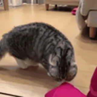 😺