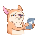 🐶
