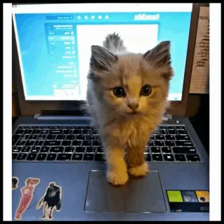 🐾 Katze, Laptop, Kätzchen, Computer, Tier, Aufkleber telegram sticker