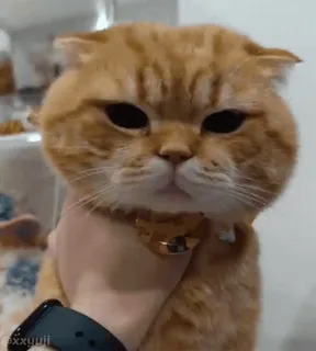 🐾 Katze, orange Katze, Schottische Faltohrkatze, Haustier, Tier, süß, Hauskatze telegram sticker