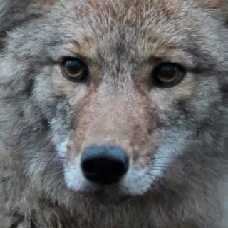 😟 coyote, animal, wildlife, mammal, nature telegram sticker