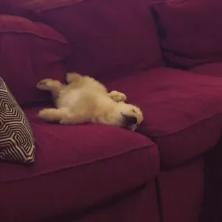 🤤 chien, chiot, canapé, animal de compagnie, mignon, dormir, golden retriever whatsapp sticker
