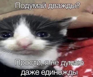 😒 Sad Cat Подумай дважды? Прости, я не думаю даже единожды telegram sticker