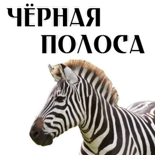 Stickers With Horses @stickersb2b telegram stickers