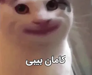 😐 کامان بیبی cat, funny, meme, animal, pet, kitten telegram sticker