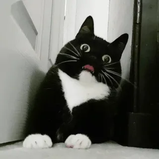 😦 cat, tuxedo cat, animal, funny, pet telegram sticker