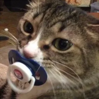 🍼 cat, pacifier, kitten, pet, animal whatsapp sticker