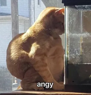 😾 angy cat, animal, angry, meme, orange cat, pet whatsapp sticker
