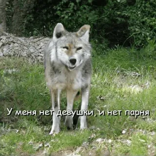Нейроволк telegram stickers