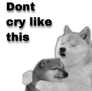 😂 Dont cry like this doge, meme, llorar, perro, triste telegram sticker