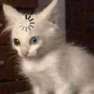 😂 猫, 読み込み中, 動物, 可愛い, 面白い, ミーム whatsapp sticker