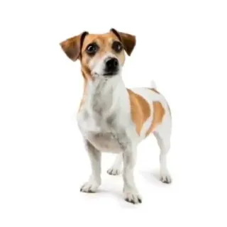 🐶 perro, animal, mascota, Jack Russell Terrier, mamífero telegram sticker