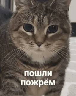 🍰 пошли пожрём telegram sticker