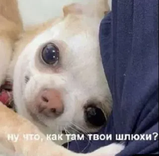 🤔 ну что, как там твои шлюхи? perro, ofensivo, ruso, insulto whatsapp sticker