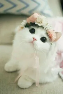 🥺 cat, kitten, flower crown, cute, pet, animal, fluffy, white telegram sticker