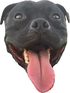😝 dog, animal, pet, tongue, black dog, smiling dog whatsapp sticker