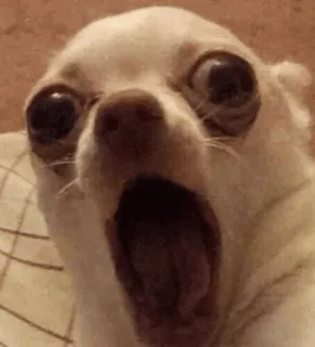 🐩 dog, chihuahua, surprised, shocked, funny, meme, scared telegram sticker