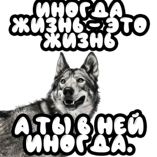 💝 ИННОГДА ЖИЗНЬ ЭТО ЖИЗНЬ А ТЫ В НЕЙ ИНОГДА. cane, lupo, russo, testo, citazione, animale telegram sticker