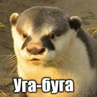 😮 Уга-буга otter, angry, russian, meme, animal telegram sticker