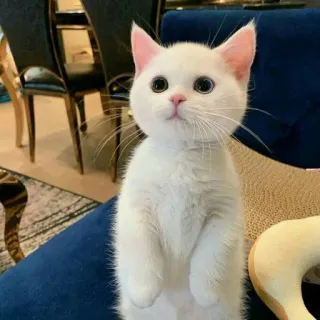 🐈 고양이, 새끼 고양이, 흰 고양이, 귀여운, 동물 telegram sticker