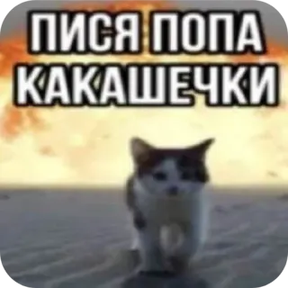 🐱 ПИСЯ ПОПА КАКАШЕЧКИ mèo, sa mạc, hài hước, meme telegram sticker