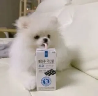 🌟 함성주 국산콩 두유 perro, cachorro, bebida, leche de soja, lindo, coreano whatsapp sticker