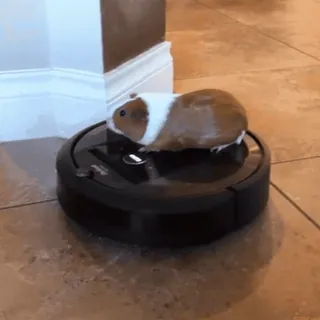 🐹 guinea pig, roomba, robot vacuum, pet, animal, cleaning telegram sticker
