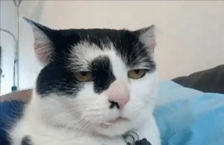 😐 cat, pet, animal, domestic cat telegram sticker