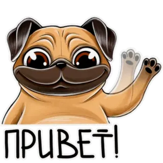 👋 ПРИВЕТ! carlino, perro, saludo, ruso, hola, saludos, saludar telegram sticker