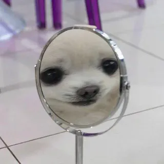 🙂 perro, espejo, reflejo, mascota, animal, lindo, chihuahua telegram sticker