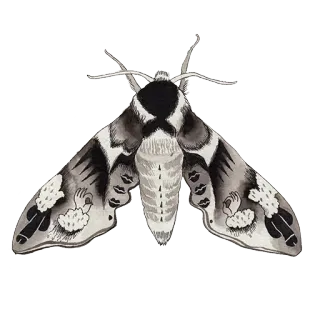 🦋 death's-head hawkmoth, moth, insect, nature, butterfly, illustration telegram sticker