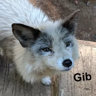 🙏 Gib fox, animal, wildlife, mammal, cute telegram sticker