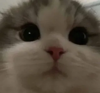 🥺 кошка, милый, животное, котёнок, питомец, пушистый telegram sticker