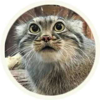 🙁 кот, животное, млекопитающее, кошачий, милый, питомец telegram sticker