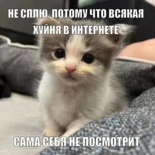 👺 НЕ СПЛЮ, ПОТОМУ ЧТО ВСЯКАЯ ХУЙНЯ В ИНТЕРНЕТЕ САМА СЕБЯ НЕ ПОСМОТРИТ kitten, meme, funny, cute, internet, offensive, humor telegram sticker