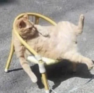 😨 Katze, Stinkefinger, unhöflich, beleidigend, Stuhl, Tier, lustig, Humor telegram sticker